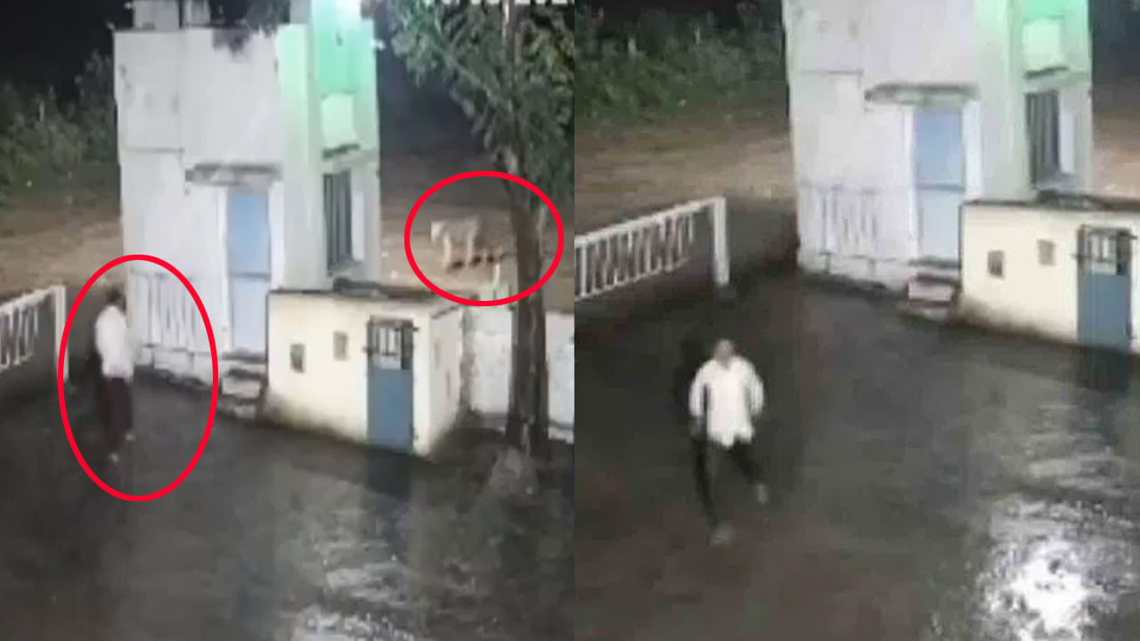 Orey ajamu agattaro.. The man and the lion suddenly confronted.. Look at what happened next!
